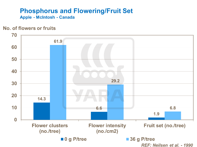 磷与果树坐果潜力